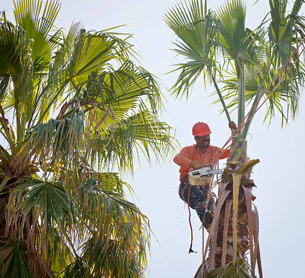 Reliable Prunedale, CA Tree Service Solutions